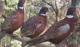 东莞山鸡爆料事件视频,揭秘背后真相与网络舆论风暴